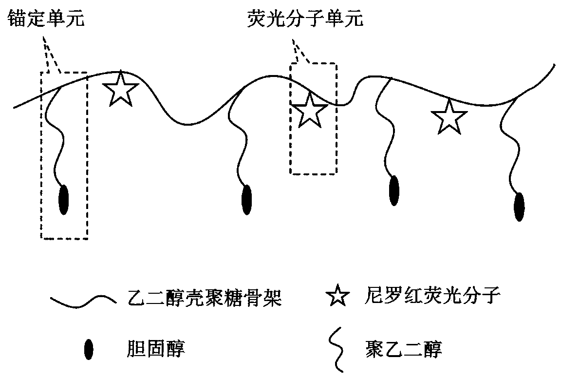 Washing-free long-time cell membrane fluorescence imaging reagent and preparation method thereof