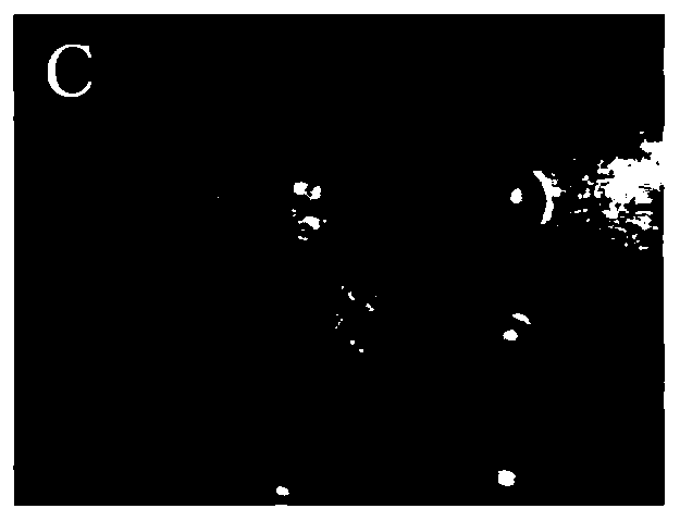 Traditional Chinese medicine for treating cold-dampness diarrhea of dogs and preparation method thereof