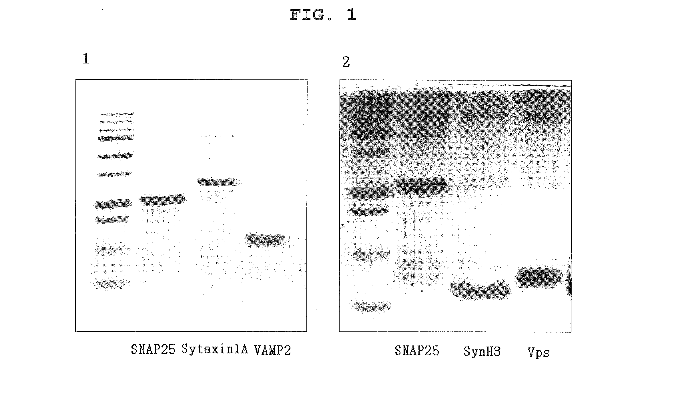 Polyphenol compounds with modulating neurotransmitter release