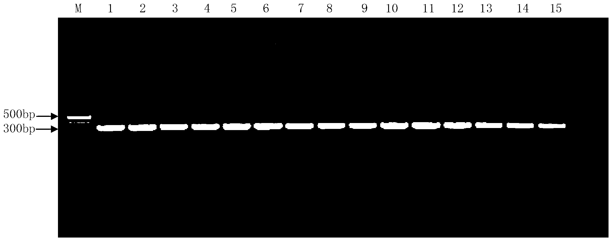 Method for aided identification of fat tail properties of sheep and special molecular marker used therein