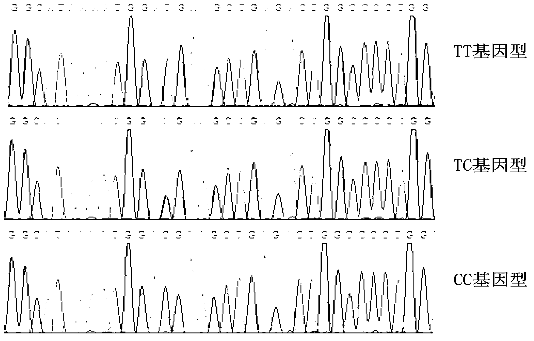 Method for aided identification of fat tail properties of sheep and special molecular marker used therein