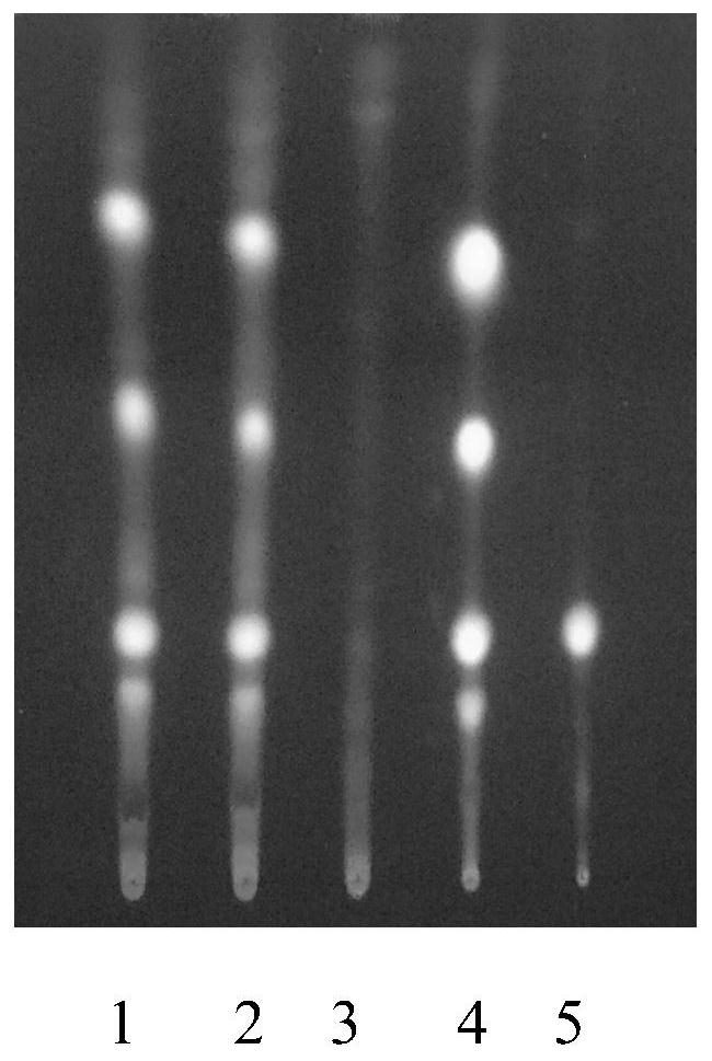 Method for detecting effective components of traditional Chinese medicine composition for treating kidney diseases