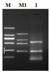 A Fragile X Syndrome Clinical Rapid PCR Detection Kit