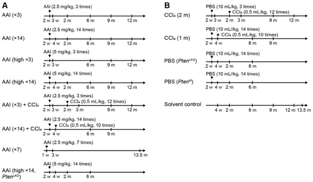 Method for constructing mouse liver cancer model by using aristolochic acid I or combination of aristolochic acid I and carbon tetrachloride