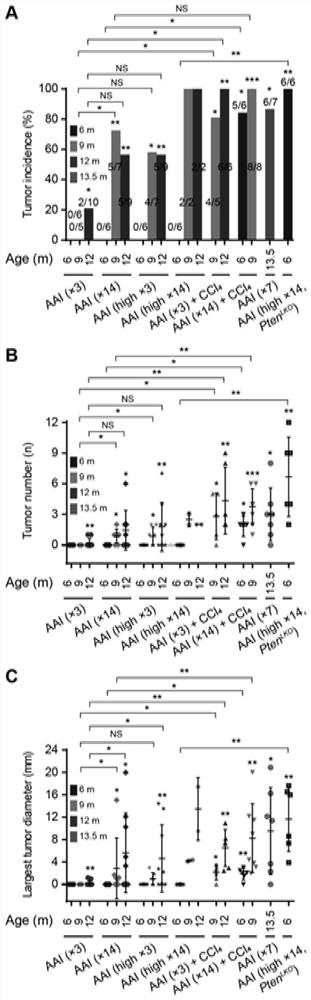 Method for constructing mouse liver cancer model by using aristolochic acid I or combination of aristolochic acid I and carbon tetrachloride