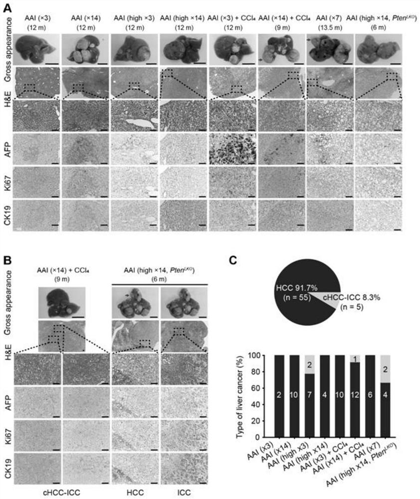 Method for constructing mouse liver cancer model by using aristolochic acid I or combination of aristolochic acid I and carbon tetrachloride