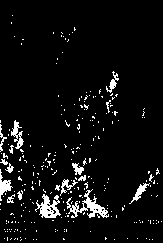 Magnetic corpuscles coupled with streptavidin and biological isolation and immunoassay method