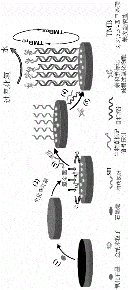 Method for detecting surviving gene based on graphene-gold composite material electrochemical DNA (Deoxyribose Nucleic Acid) biosensor