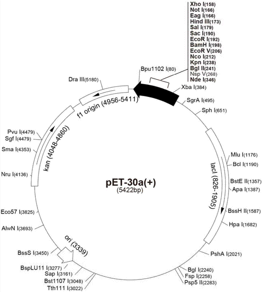 Mycoplasma bovis MbovP579 protein and application thereof