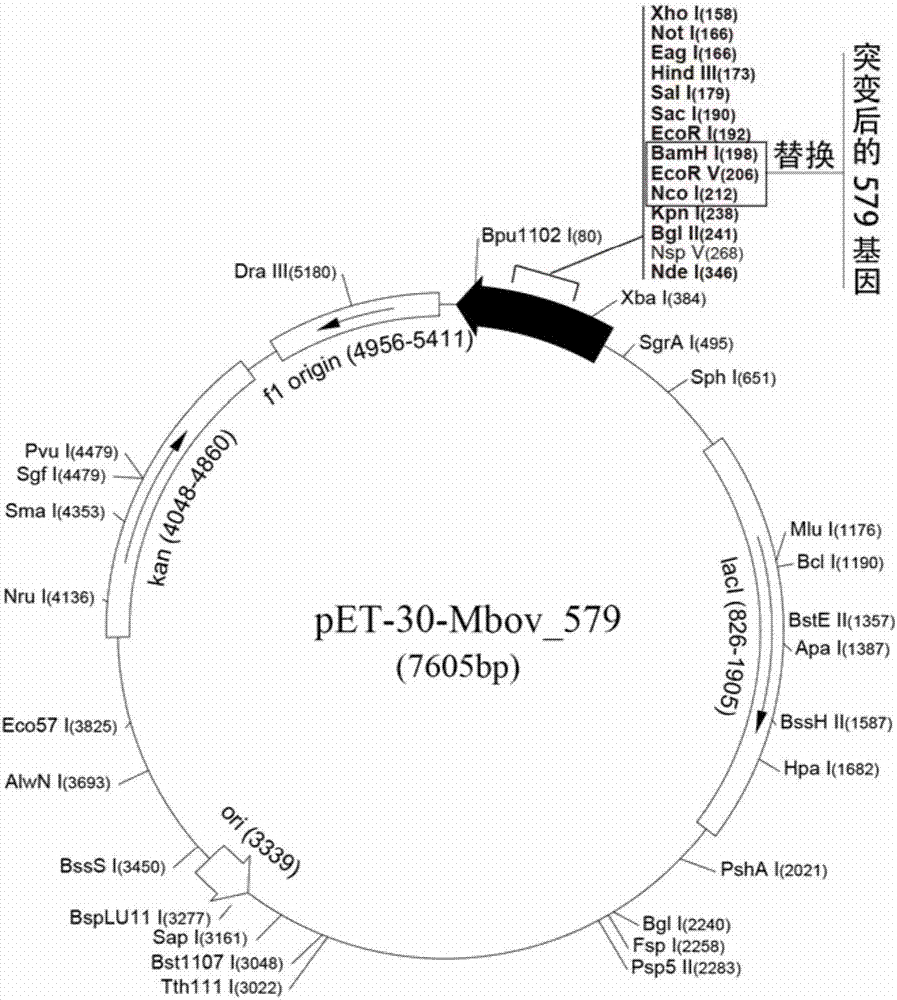 Mycoplasma bovis MbovP579 protein and application thereof