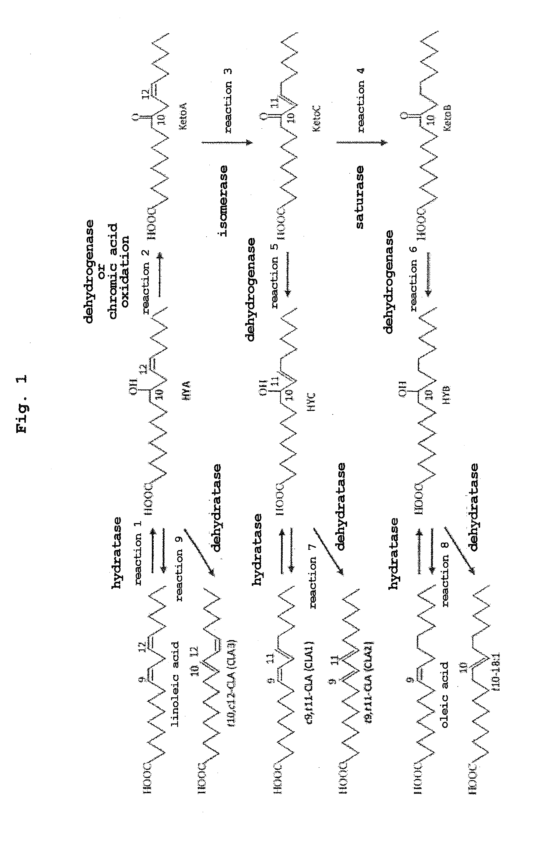 Method for producing oxo fatty acid and rare fatty acid