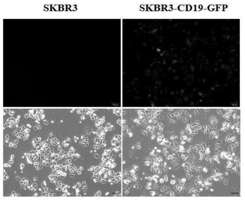 Method for evaluating CAR-T killing activity in vitro