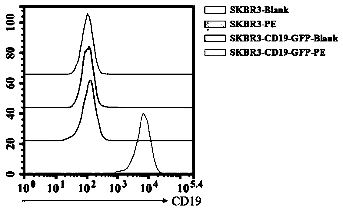 Method for evaluating CAR-T killing activity in vitro