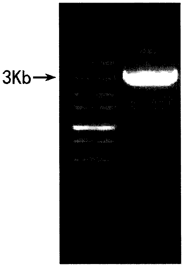 express c  <sub>30</sub> Carotenoids from Recombinant Bacillus subtilis