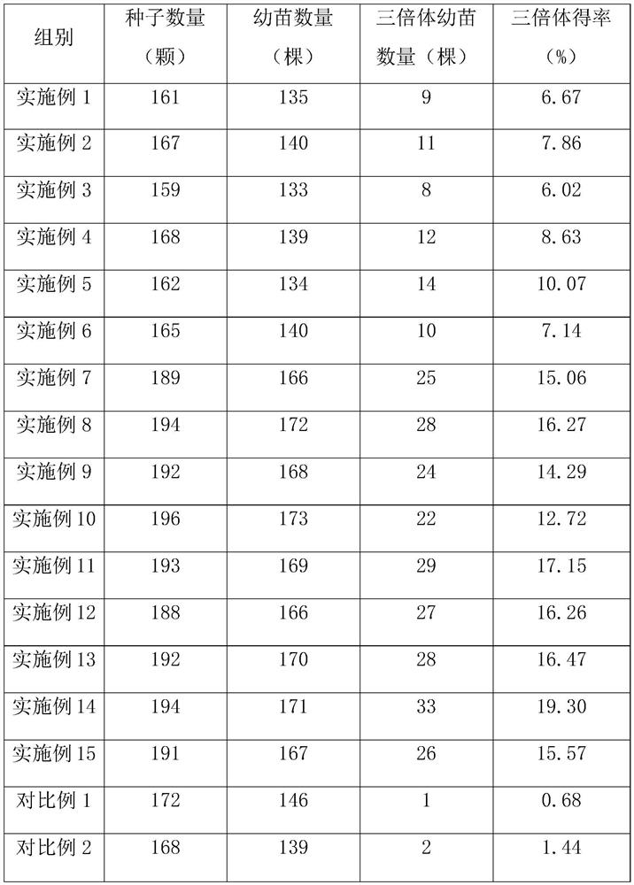 Cultivation method and development and application of eucommia triploid new variety