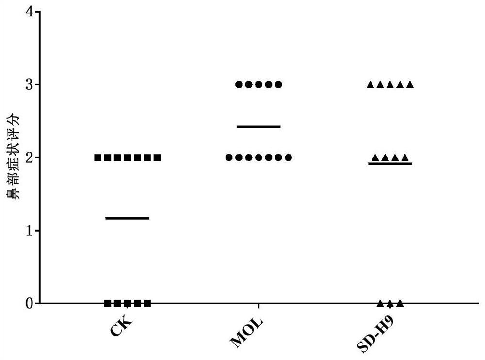 Lactobacillus plantarum SD-H9, probiotic microbial agent of Lactobacillus plantarum SD-H9, and application of Lactobacillus plantarum SD-H9