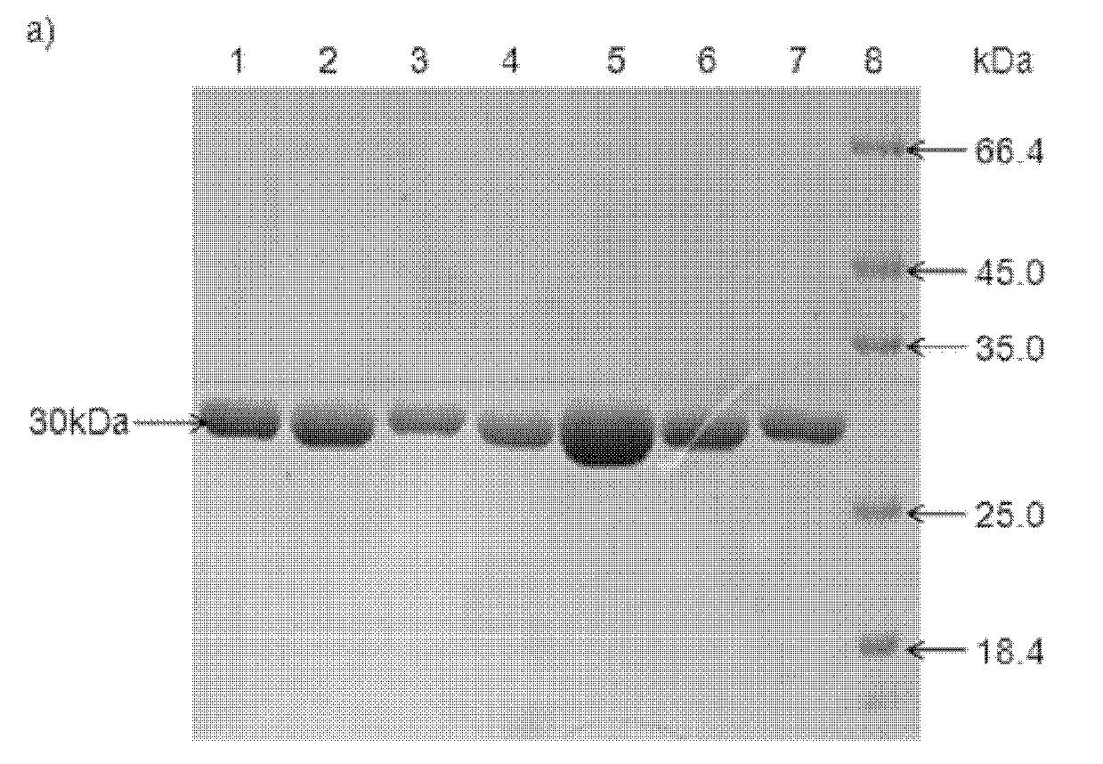 Double carbonyl reductase mutant and its application