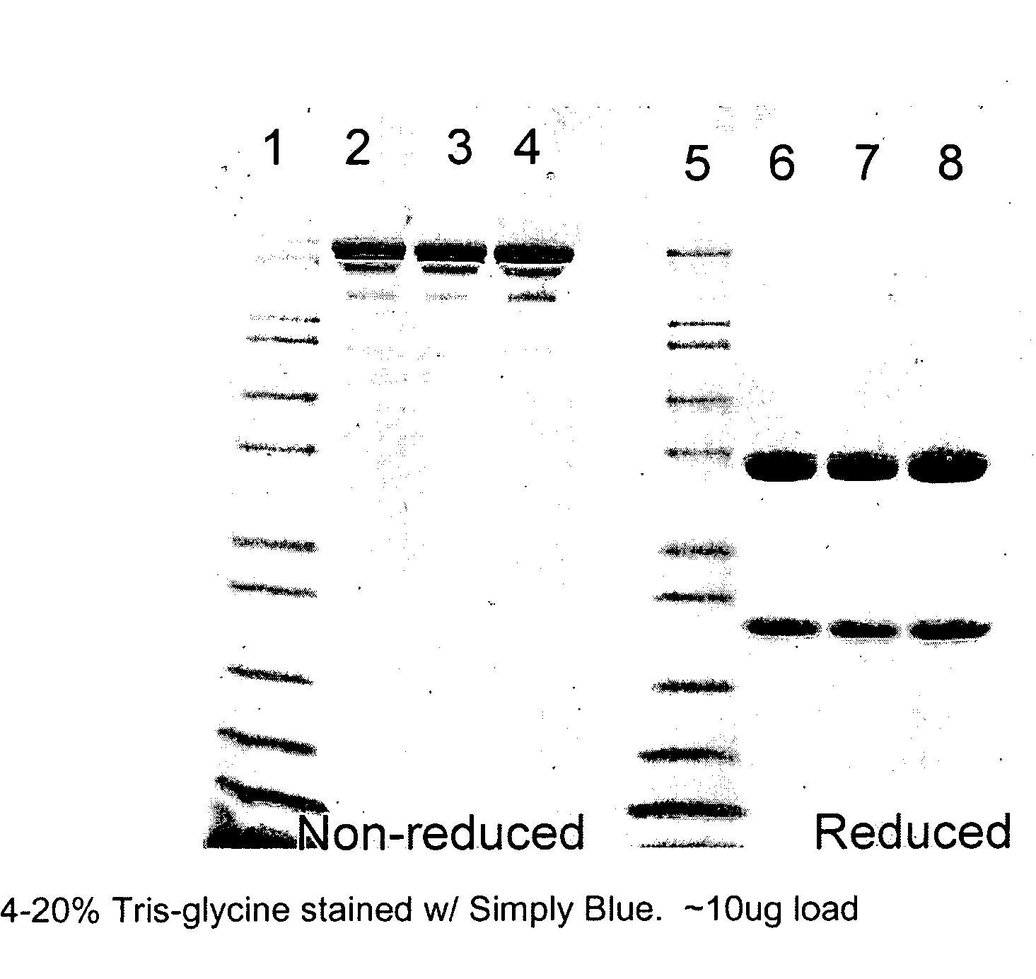 Method of isolating antibodies by precipitation