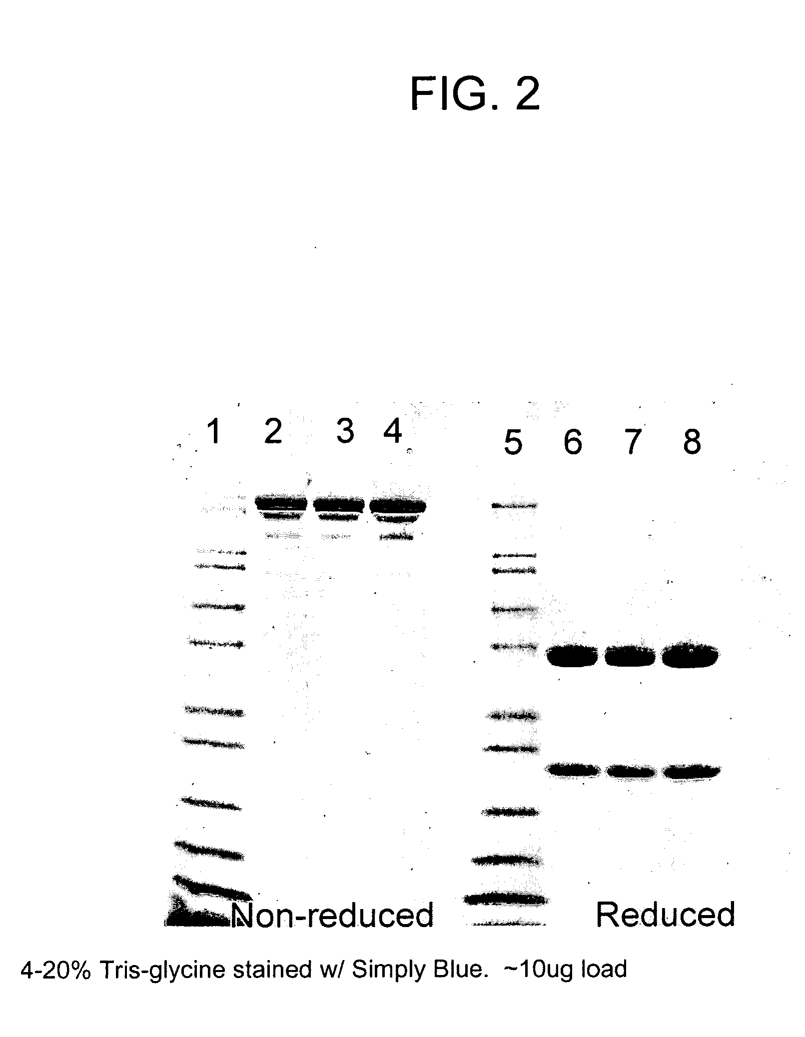 Method of isolating antibodies by precipitation