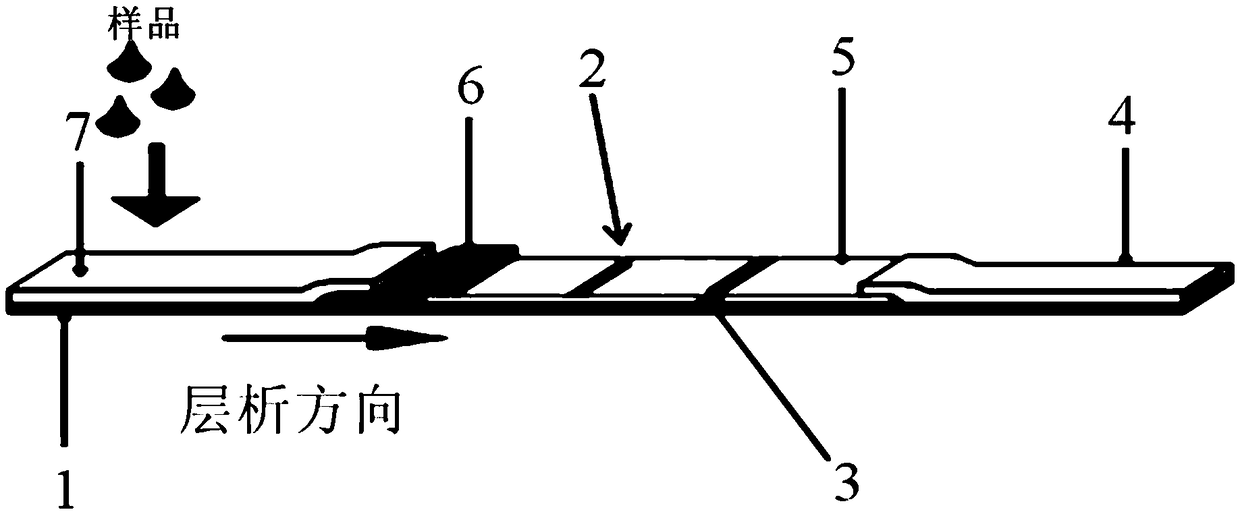 Test paper strip/test paper card for rapidly detecting HPV (Human Papilloma Virus) antibody by using double-antibody sandwich method and preparation method thereof