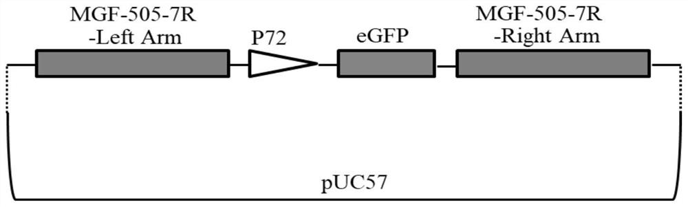 Construction of African swine fever attenuated strain with polygene joint deletion and application of African swine fever attenuated strain with polygene joint deletion, as vaccine