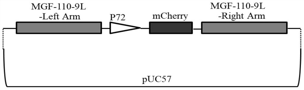 Construction of African swine fever attenuated strain with polygene joint deletion and application of African swine fever attenuated strain with polygene joint deletion, as vaccine