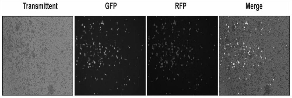 Construction of African swine fever attenuated strain with polygene joint deletion and application of African swine fever attenuated strain with polygene joint deletion, as vaccine