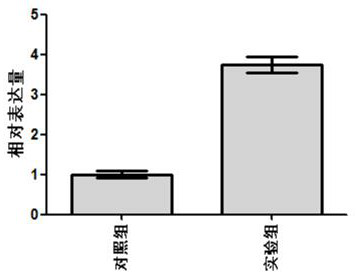 Application of transgenic stem cell secretion in preparation of cosmetics