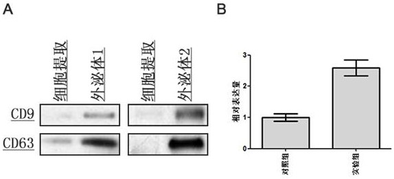 Application of transgenic stem cell secretion in preparation of cosmetics