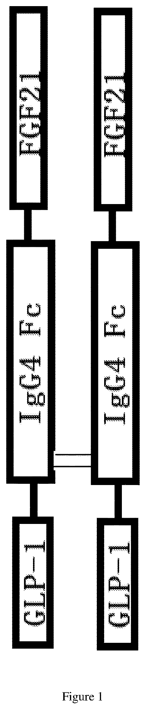 Dual-target fusion proteins comprising the fc portion of an immunoglobulin