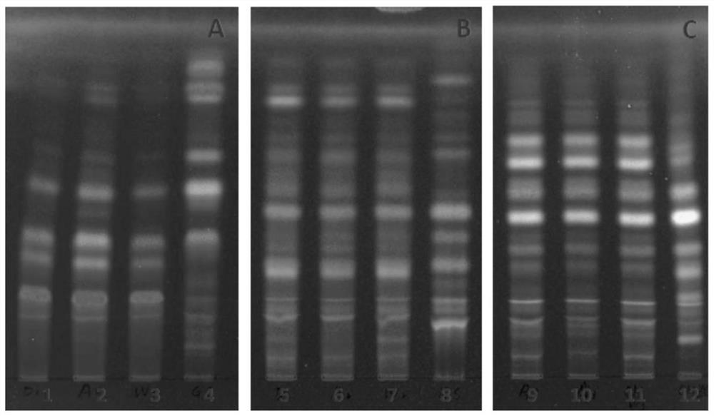 Thin-layer identification method for common goldenrop preparation