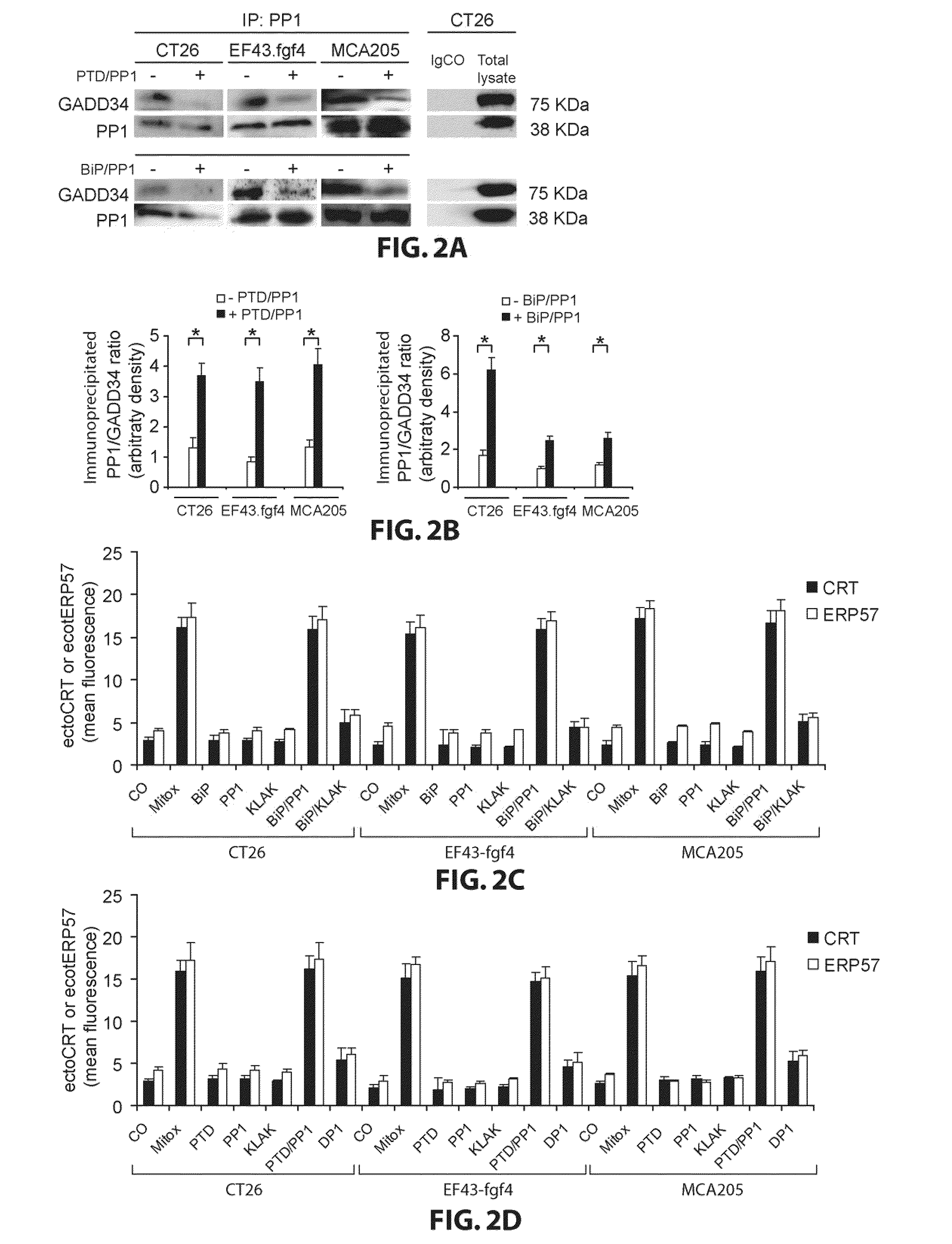 Immunogenic treatment of cancer by peptides inducing the plasma membrane exposure of erp57