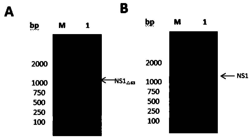 Encephalitis b virus non-structural protein NS1 truncated mutant as well as coding gene and application thereof