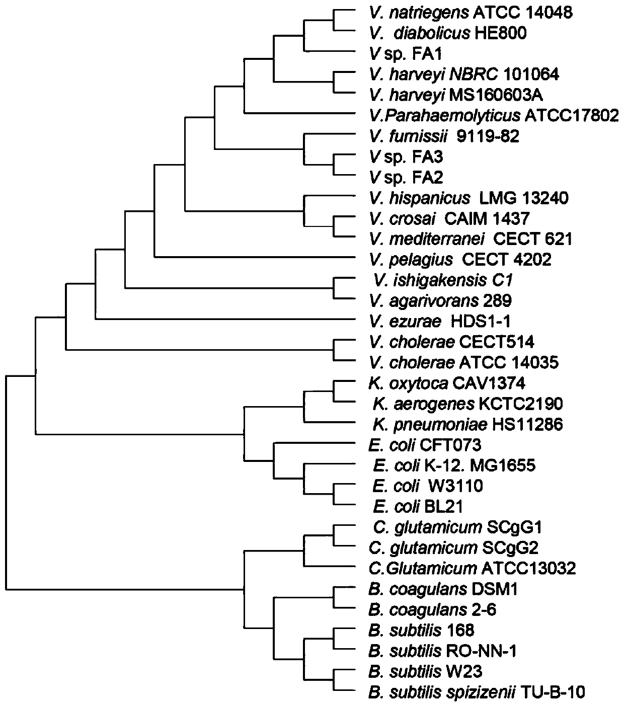 Three newly-separated vibrio fast-growing strains and application thereof