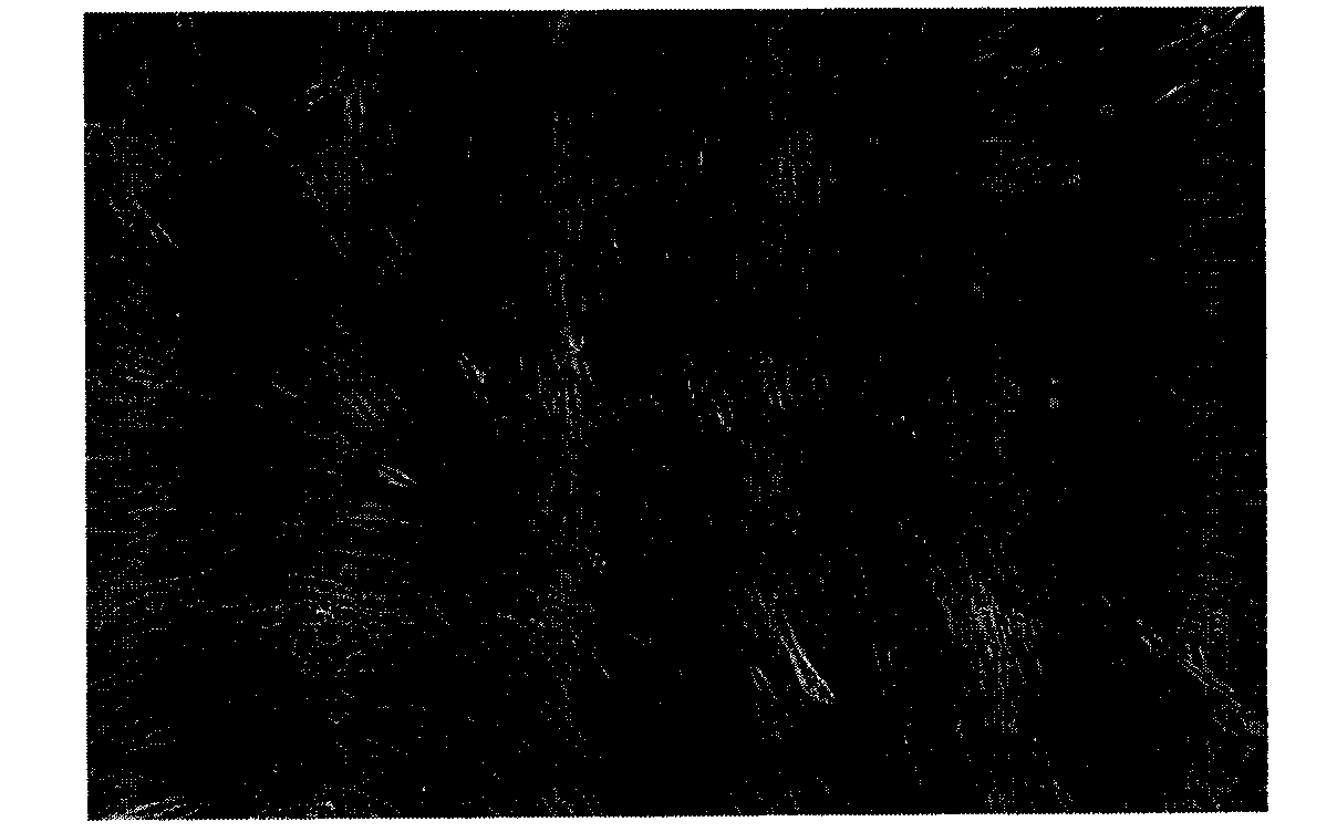 Human osteosarcoma cell strain and application thereof