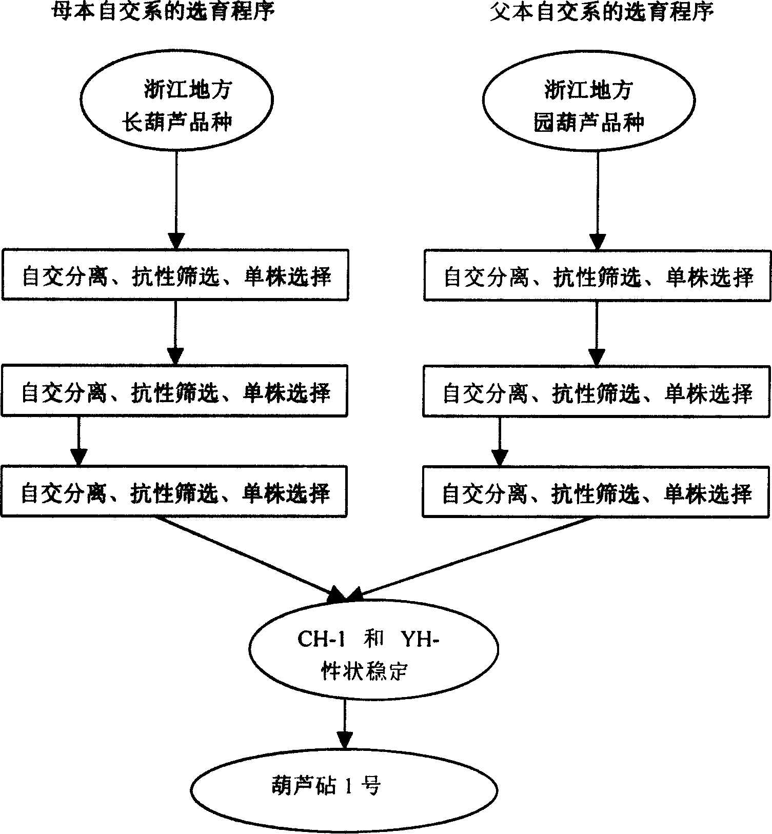 Method for selecting and breeding hybrid rootstock special for prevention and treatment of watermelon fusarium wilt