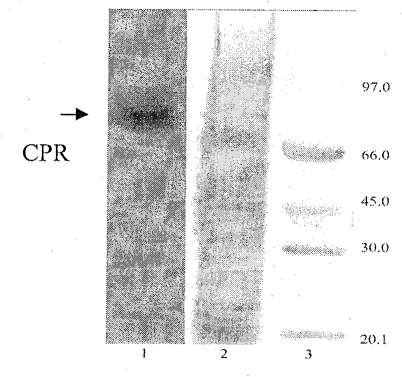 Yeast system capable of coexpressing CYP and CPR