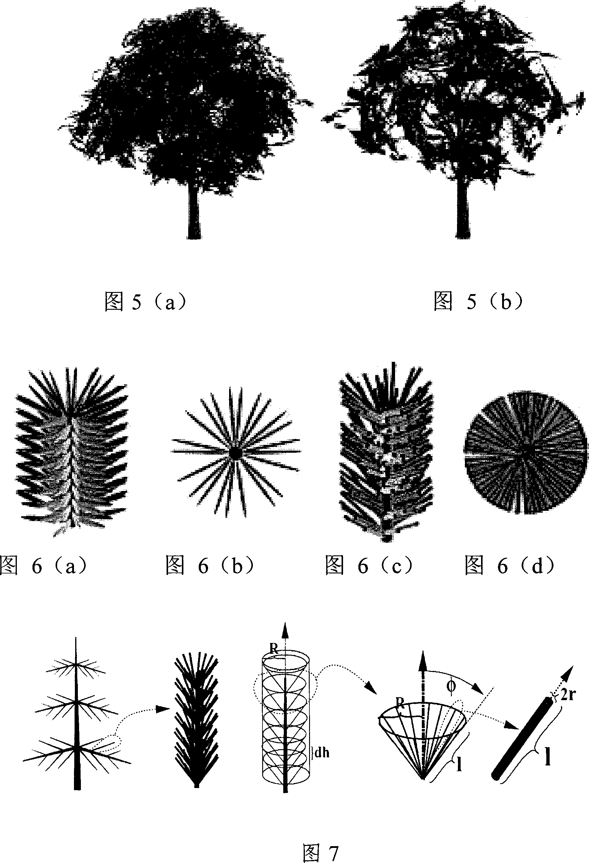 Constructing method for level detailed model of coniferous plant canopy