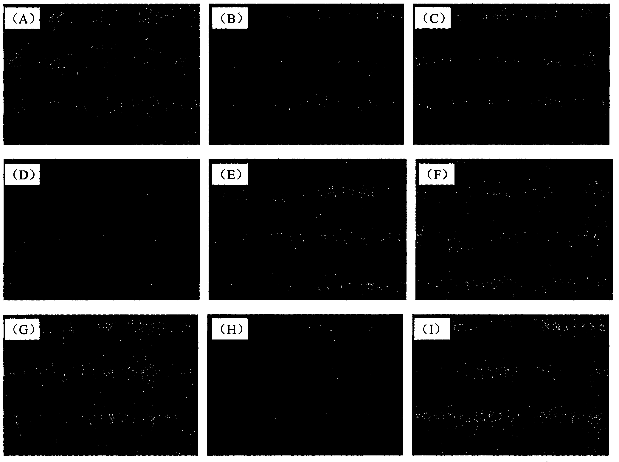 Preservative liquid for corpses, tissue and dissections, and application method thereof