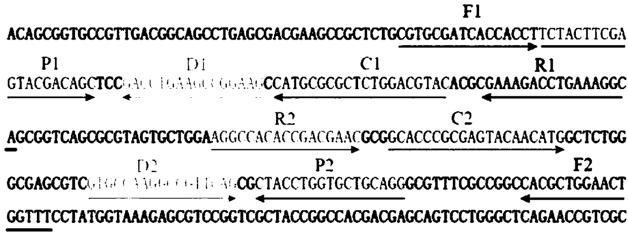 Amplification primer group of pseudomonas aeruginosa, applications of amplification primer group, and detection method of pseudomonas aeruginosa