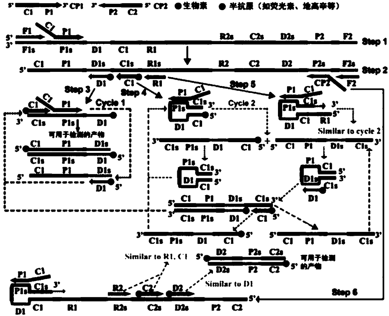 Amplification primer group of pseudomonas aeruginosa, applications of amplification primer group, and detection method of pseudomonas aeruginosa