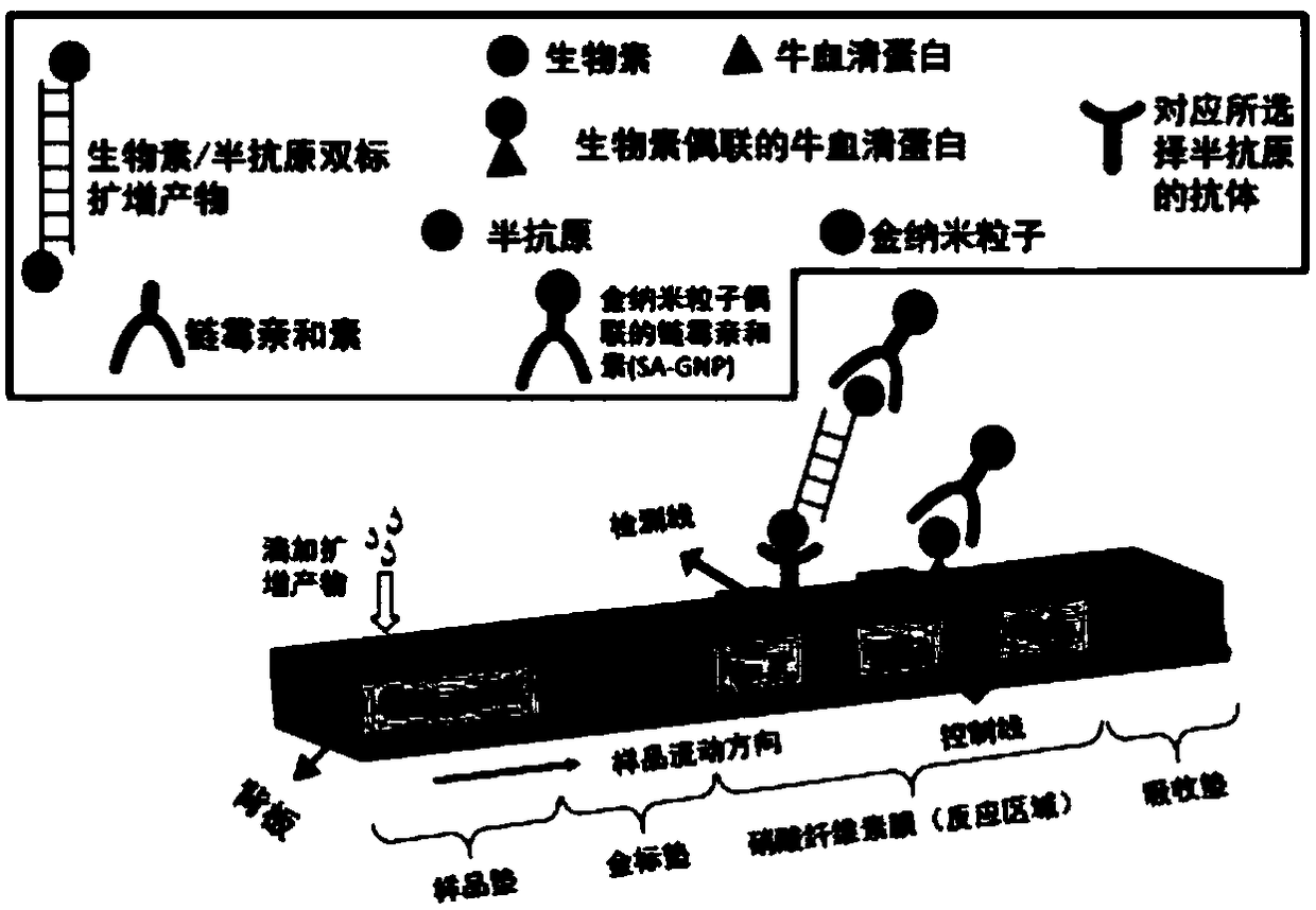 Amplification primer group of pseudomonas aeruginosa, applications of amplification primer group, and detection method of pseudomonas aeruginosa