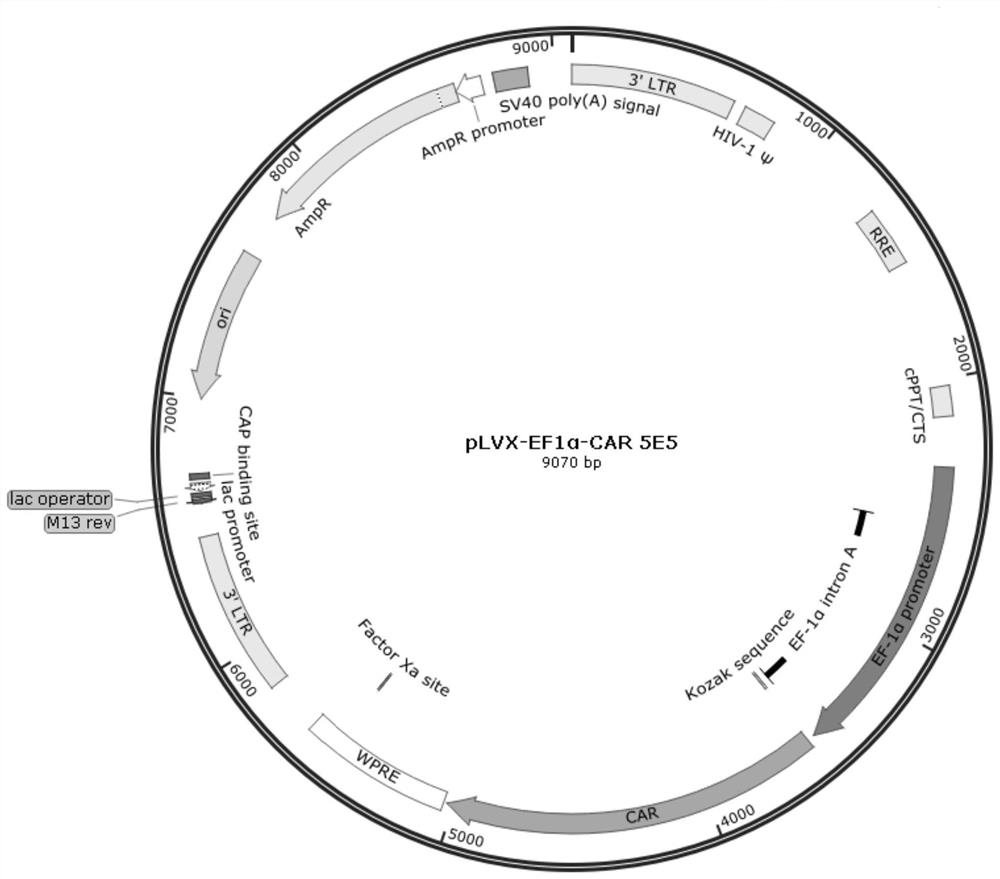 PD-1 gene knockout MUC1-targeting CAR-T cell as well as preparation method and application of PD-1 gene knockout MUC1-targeting CAR-T cell