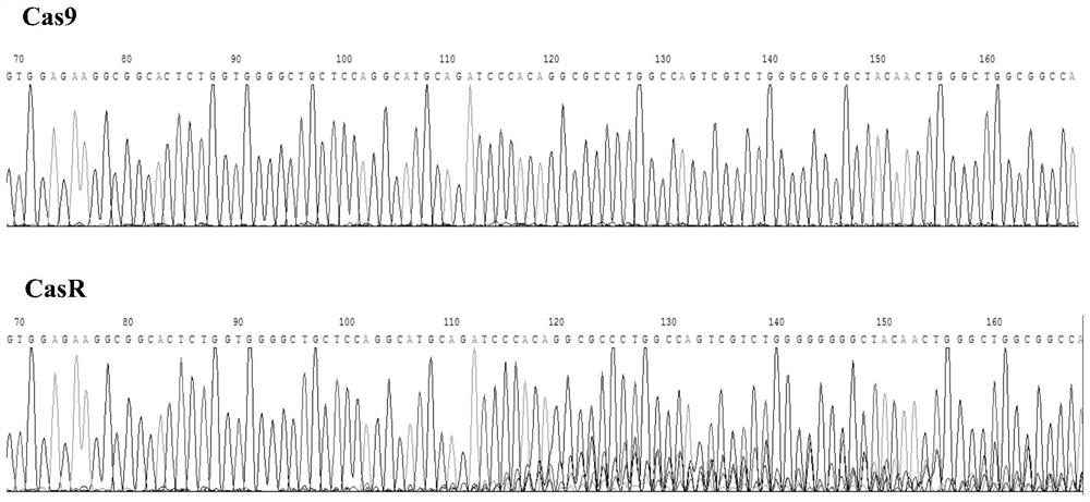 PD-1 gene knockout MUC1-targeting CAR-T cell as well as preparation method and application of PD-1 gene knockout MUC1-targeting CAR-T cell