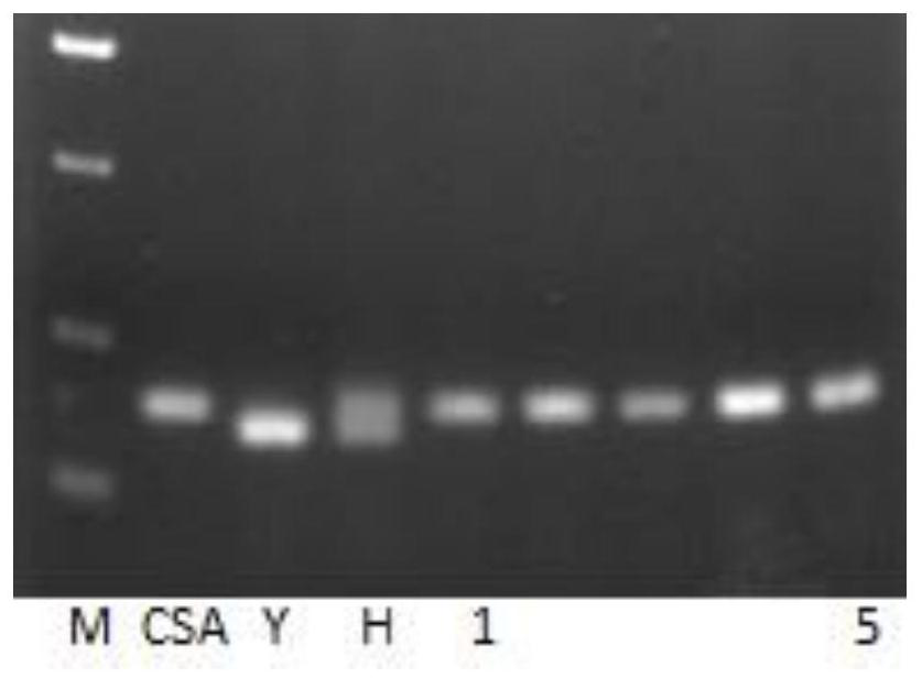 A kind of molecular breeding method of reproducible heterozygous female sterile restorer line and its application