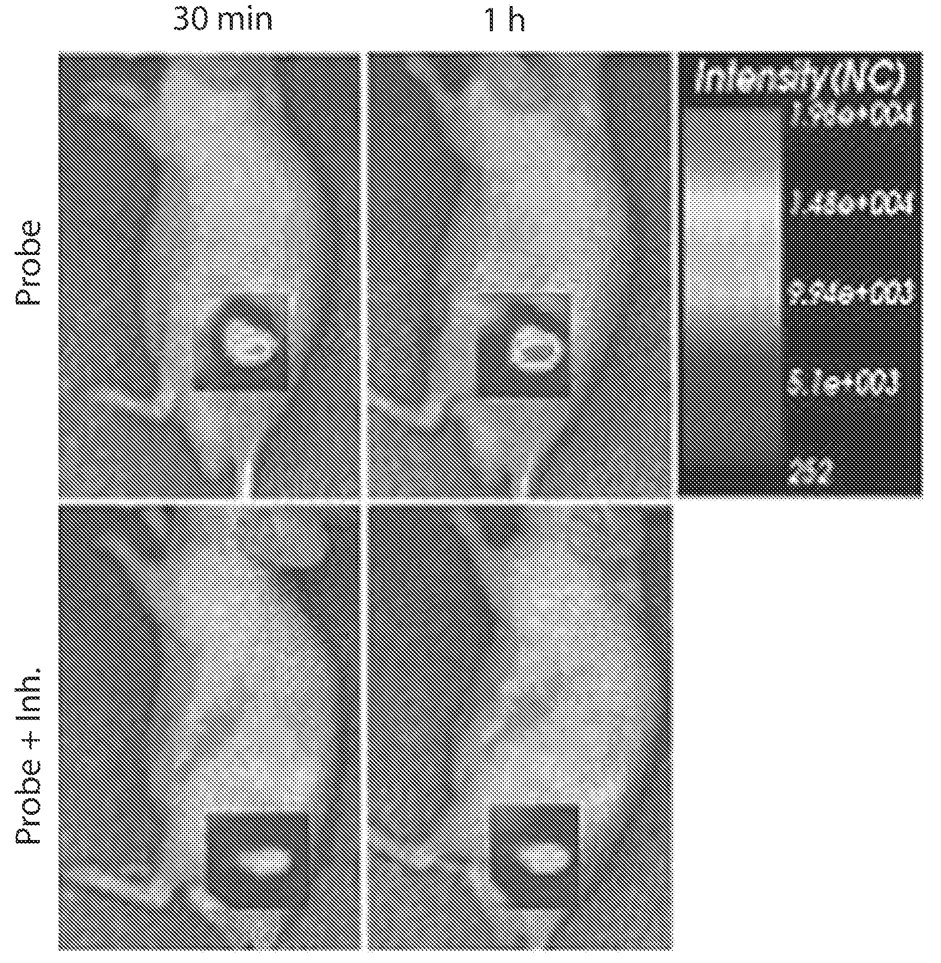 Ionic complex nanoparticles for detecting heparanase activities and method for preparing the same