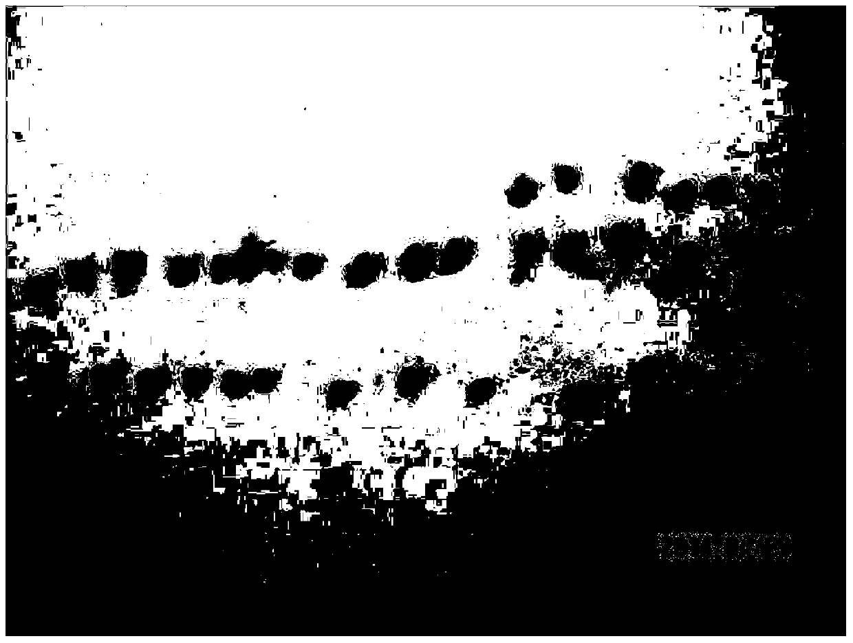 Method for germinating paris polyphylla seeds