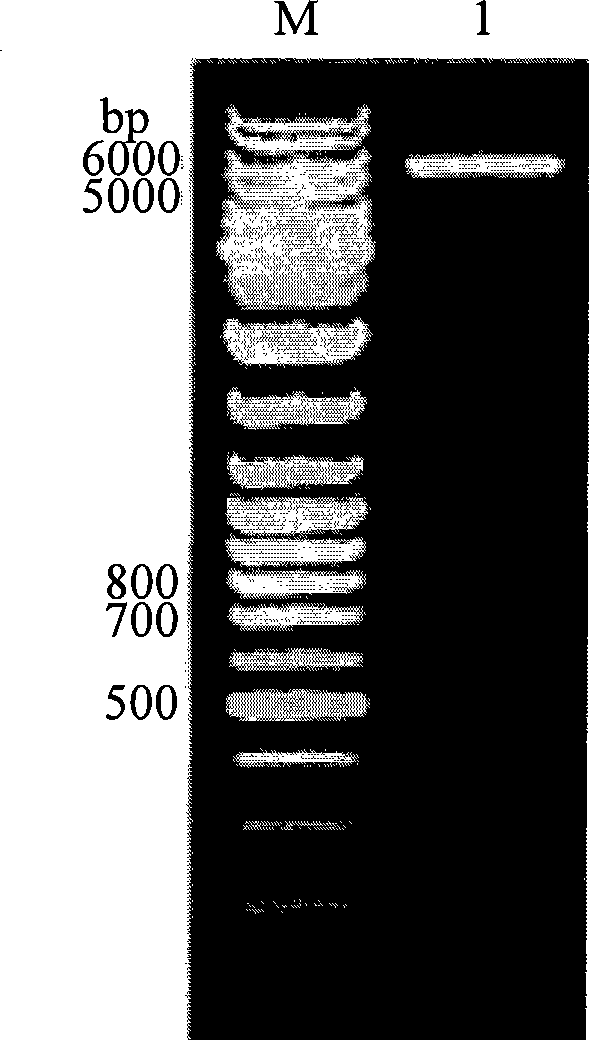 Monoclonal antibody of human carboxypeptidase A inhibition factor Latexin and use thereof