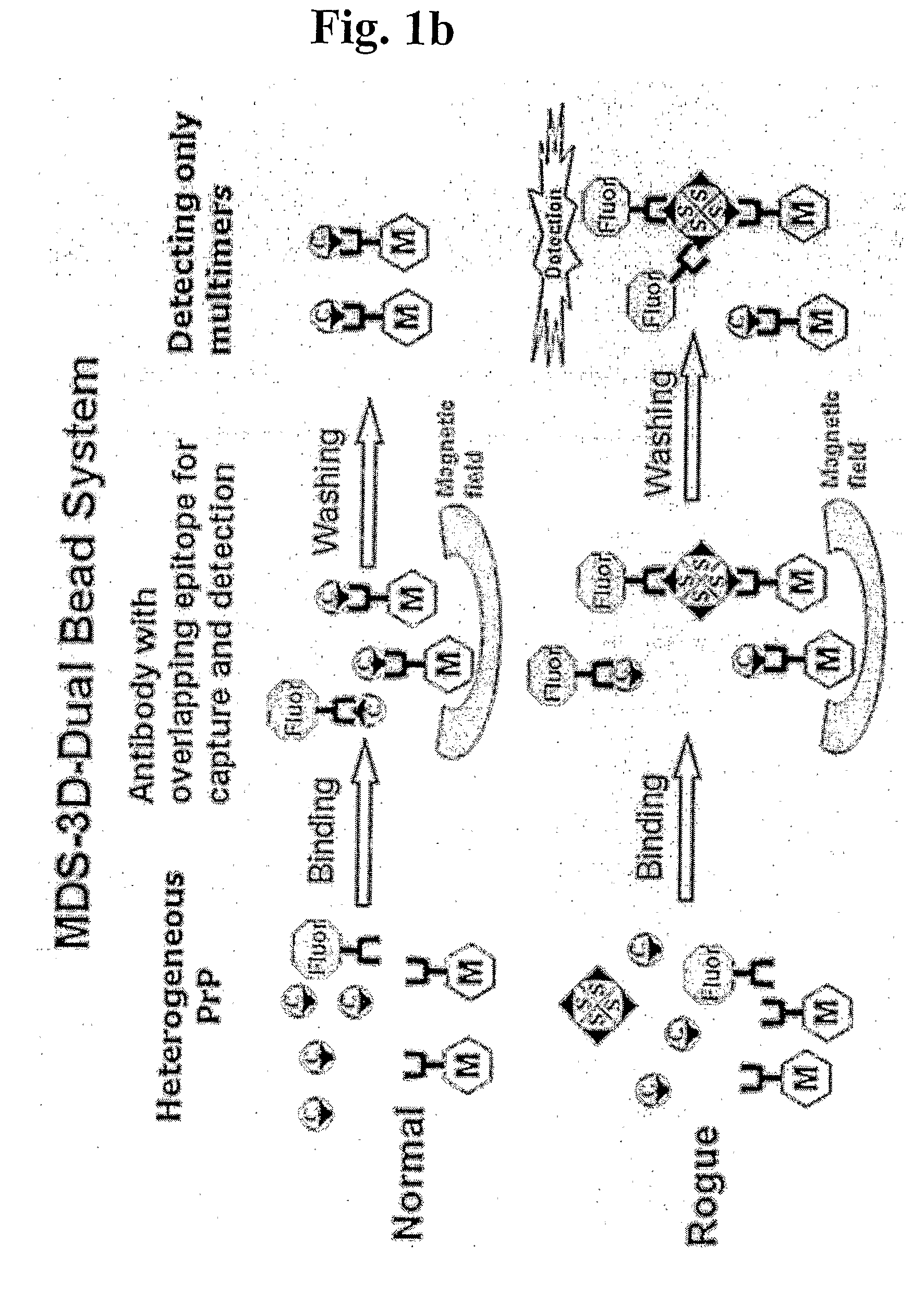 Methods for differentially detecting a multimeric form from a monomeric form of a multimer-forming polypeptide through three-dimensional interactions