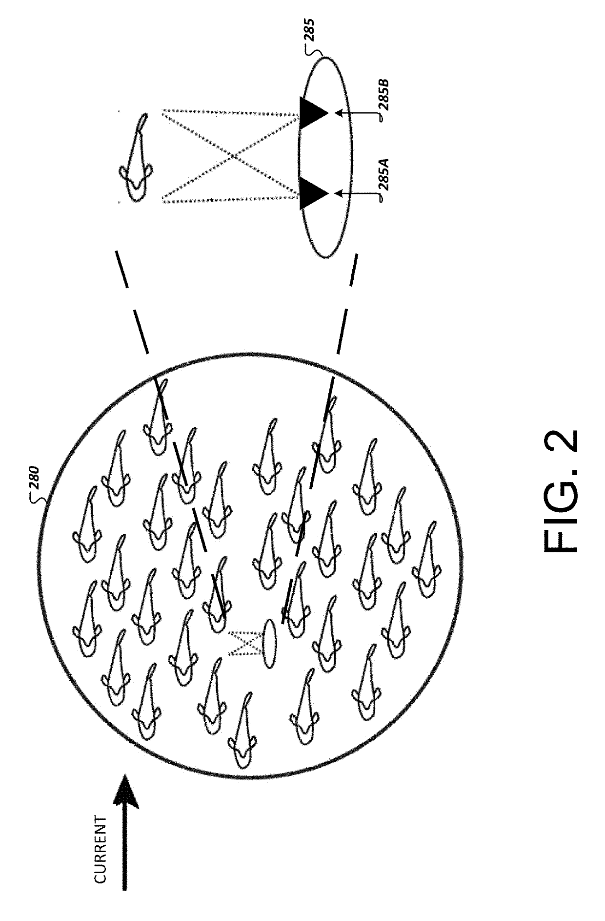 Fish biomass, shape, and size determination